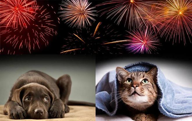 How to Calm Pets During Holiday Noise (Fireworks & Parties)
